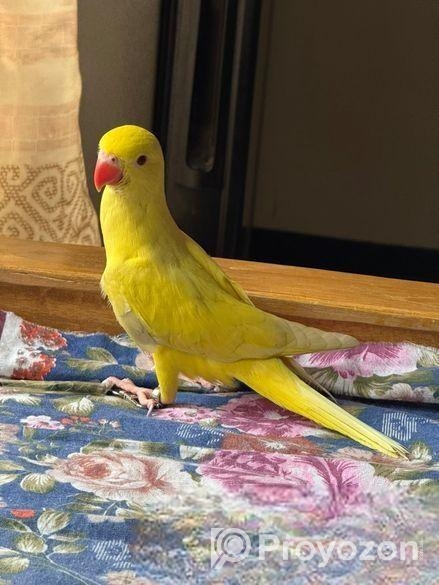 হলুদ টিয়া