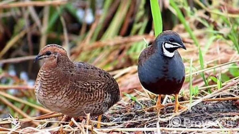 ক্ল্যাসিক কিং কোয়েল