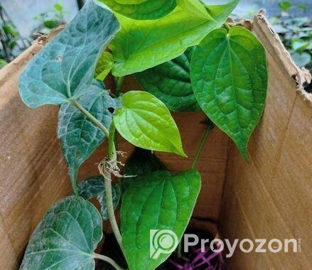 চুইঝালের চারা