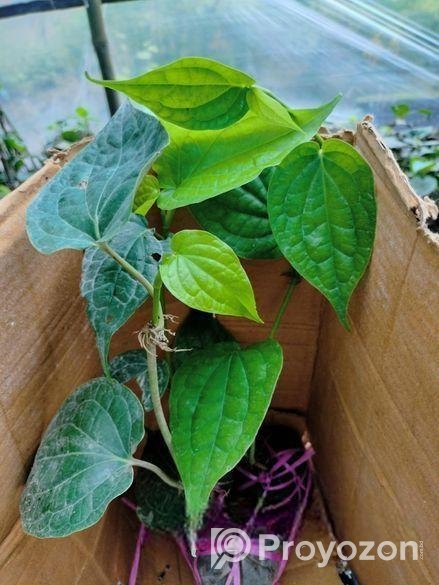 চুইঝালের চারা