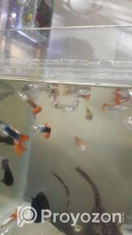 একুরিয়াম ফিস