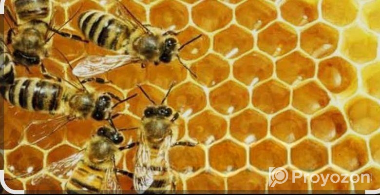 মধু পাওয়া যায়