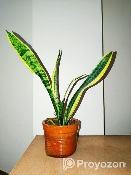 স্ন্যাক ও স্পাইডার প্ল্যান্ট