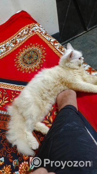 ট্রেডিশনাল পার্শিয়ান