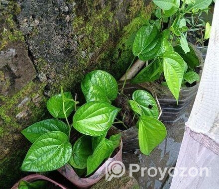 পানের চারা