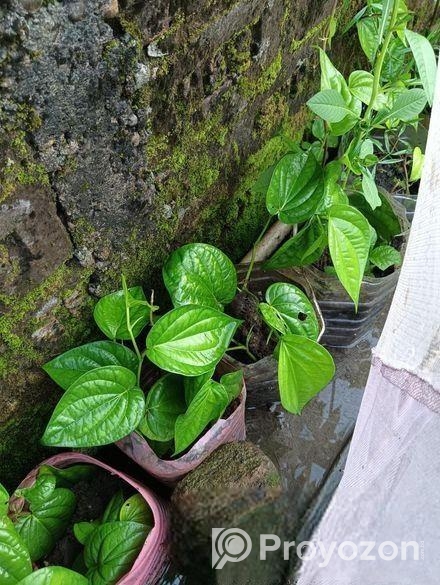 পানের চারা