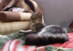 Mix Persian Cat