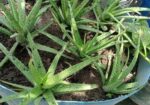 Aloe vera plant