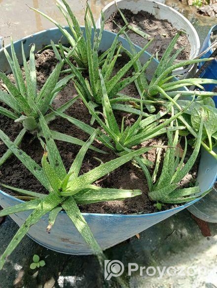 Aloe vera plant