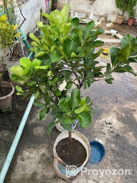 মাল্টা এবং কমলা গাছ ফল সহ