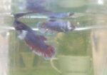 Betta Fish