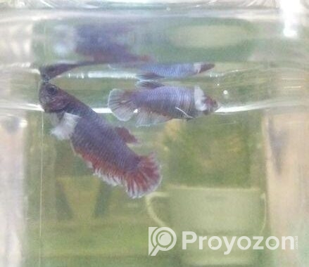 Betta Fish