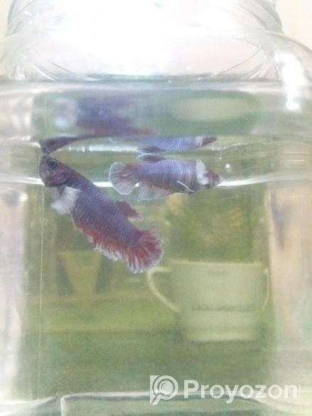 Betta Fish