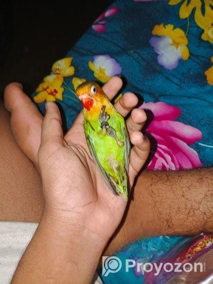 Cute Full Tame Love Bird For Sell Or Exchange