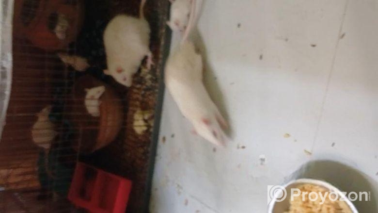 সুইস অ্যাবিনো মাইস (বিগ সাইজ)