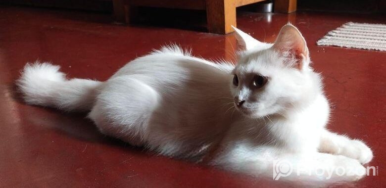 Persian Mix (high Quality)