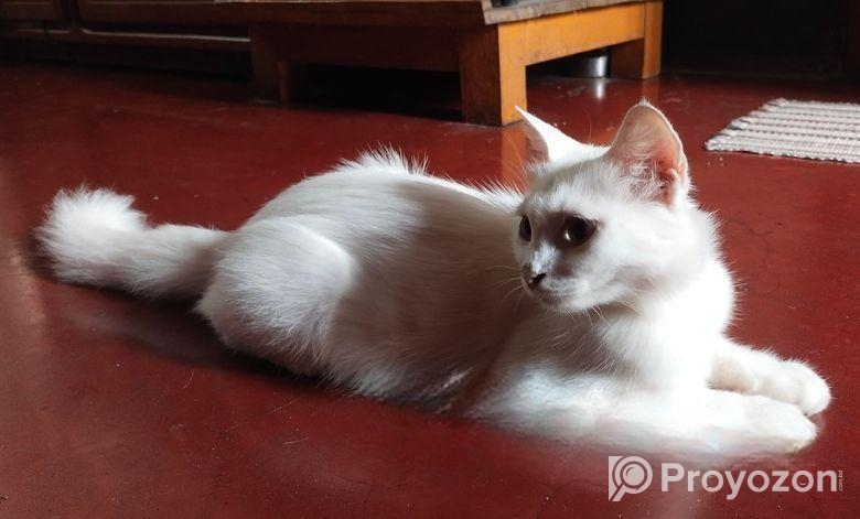 Persian Mix (high Quality)