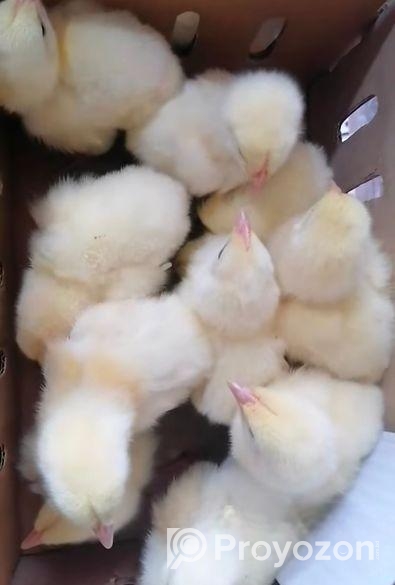 নারিস ব্রয়লার মুরগি