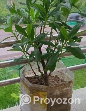 জিন্সিন গাছ