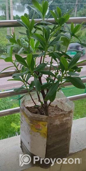 জিন্সিন গাছ