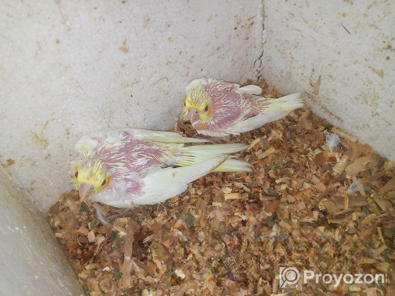 কোকাটেল বেবি