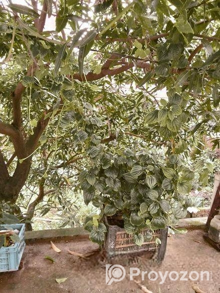 চুই ঝাল গাছ বিক্রি হবে