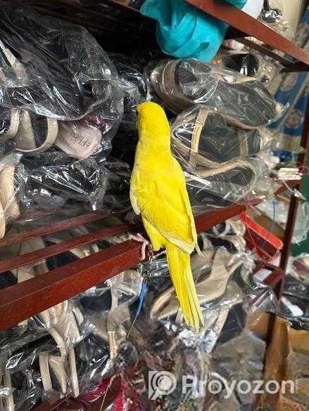 হলুদ টিয়া