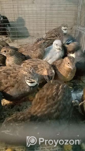 ক্ল্যাসিক কিং কোয়েল