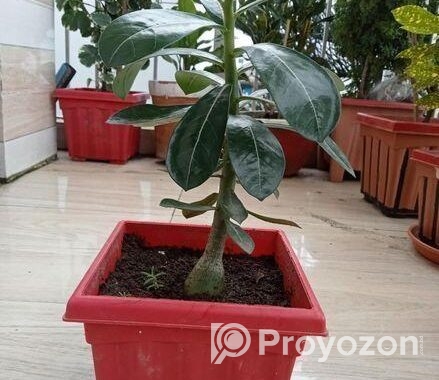 এ্যডোনিয়াম বিক্রি