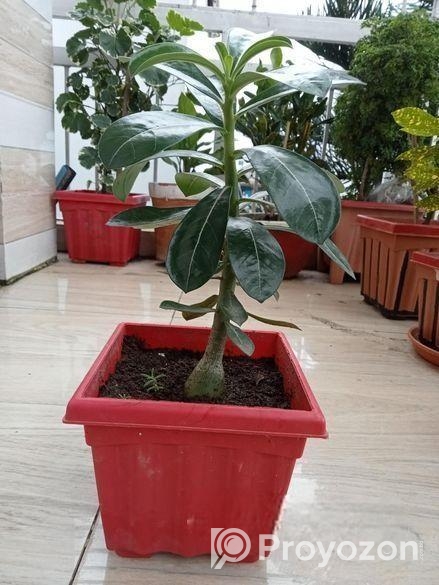 এ্যডোনিয়াম বিক্রি