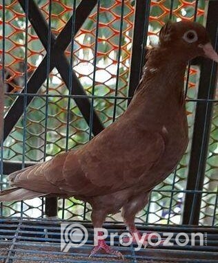 দেশি বোম্বাই মাদি