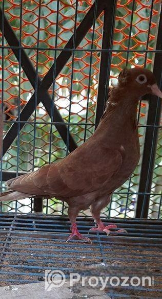 দেশি বোম্বাই মাদি