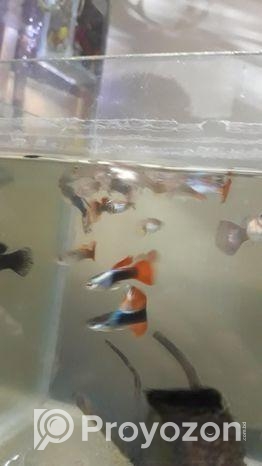 একুরিয়াম ফিস