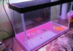 Aquarium Tank