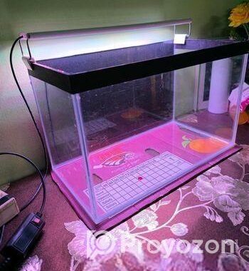 Aquarium Tank