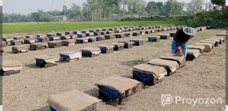 মধু পাওয়া যায়