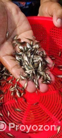 মাছের পোনা