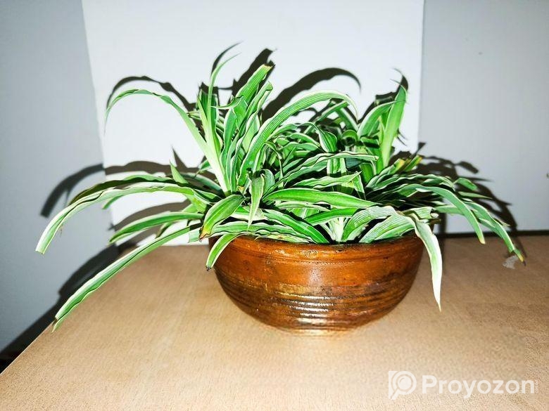 স্ন্যাক ও স্পাইডার প্ল্যান্ট