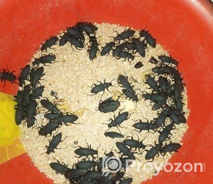 বিটল পোকা মাদার
