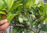 মাল্টা এবং কমলা গাছ ফল সহ
