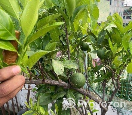 মাল্টা এবং কমলা গাছ ফল সহ