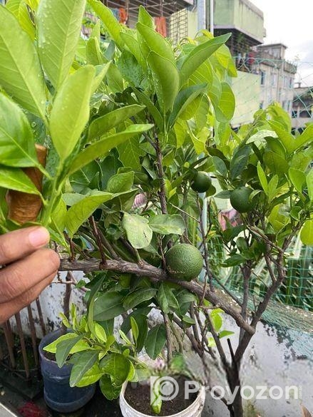 মাল্টা এবং কমলা গাছ ফল সহ