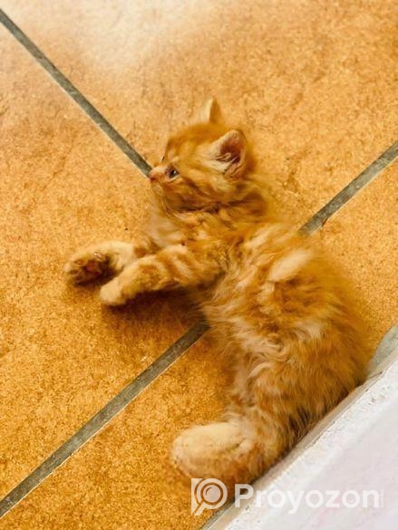 Traditional Persian Male