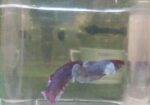 Betta Fish