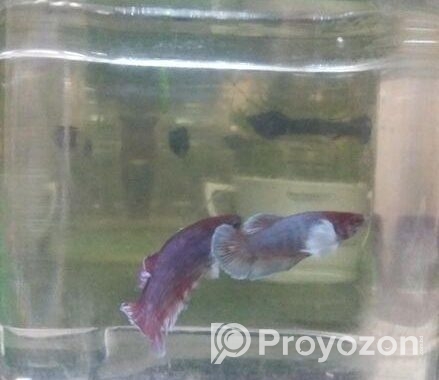 Betta Fish
