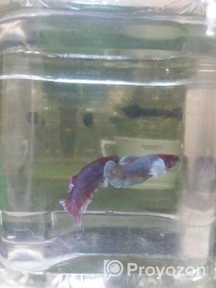 Betta Fish