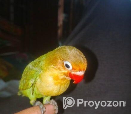 Cute Full Tame Love Bird For Sell Or Exchange