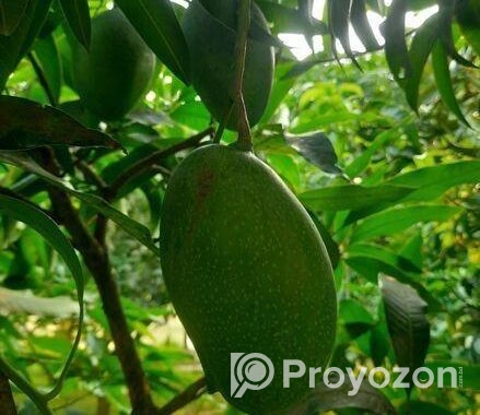নাক ফজলী আম