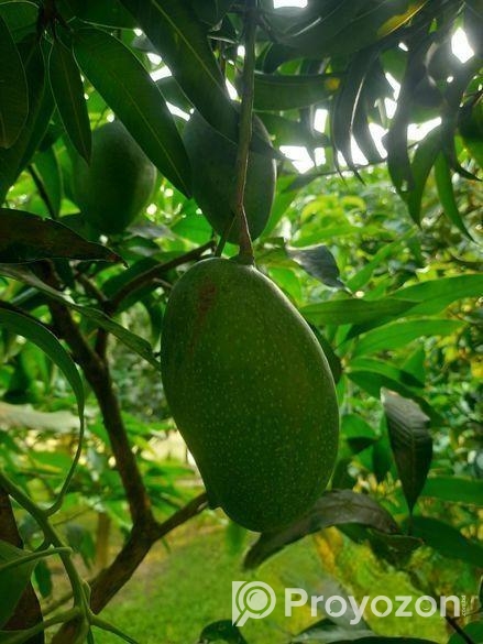 নাক ফজলী আম