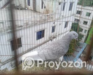 fitted-43_2025-08-03_11-22-41